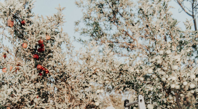 Autumn Orchard Bridal Inspiration