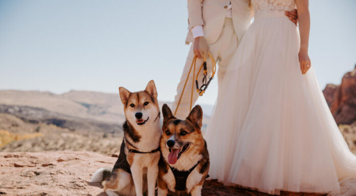 Snow Canyon Elopement
