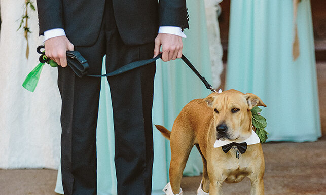 A Guide To Including Your Dog in Your Wedding Day