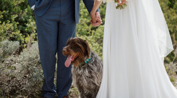 Top Tips for Including Pets in Your Wedding